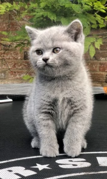 british shorthair anfi