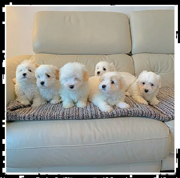 cuccioli bolognese di 10 settimane | Foto 0