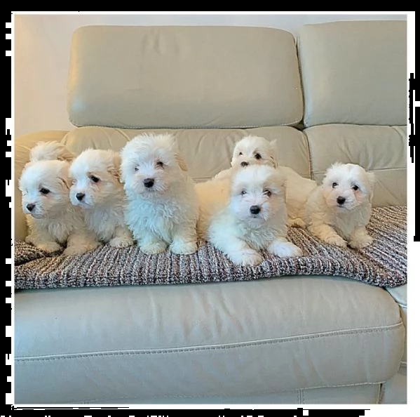 cuccioli bolognese di 10 settimane