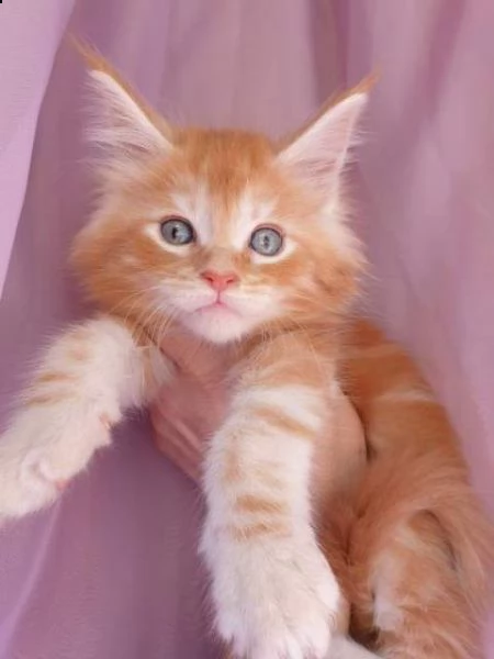 maine coon di 75gg | Foto 2