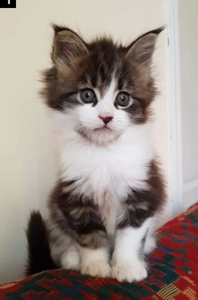 maine coon di 75gg | Foto 1