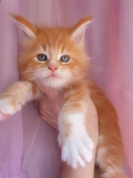 maine coon di 75gg | Foto 0
