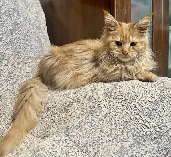 Cuccioli di Maine Coon | Foto 6