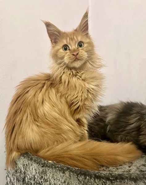 Cuccioli di Maine Coon | Foto 3