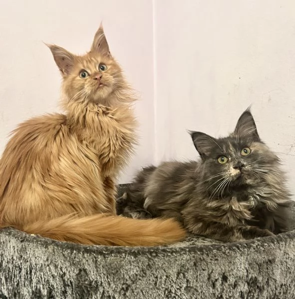 Cuccioli di Maine Coon | Foto 2