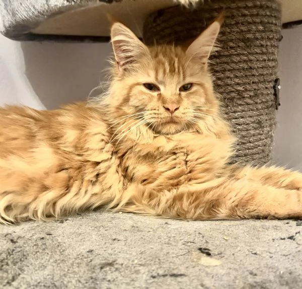 Cuccioli di Maine Coon | Foto 0