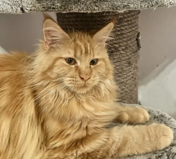 Cuccioli di Maine Coon | Foto 0
