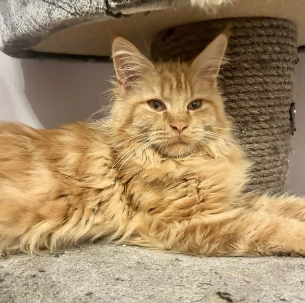 Cuccioli di Maine Coon