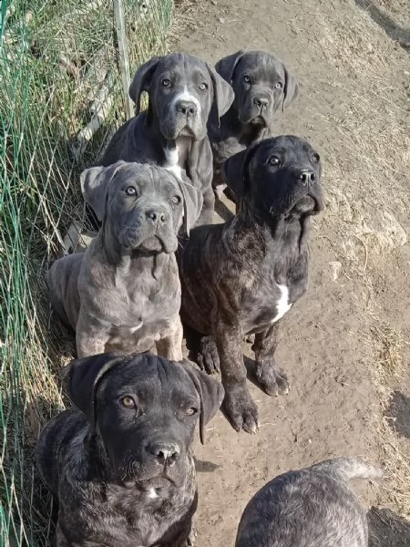 cuccioli di cane corso grigio grande taglia  | Foto 4