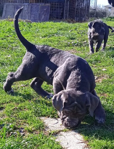 cuccioli di cane corso grigio grande taglia  | Foto 3