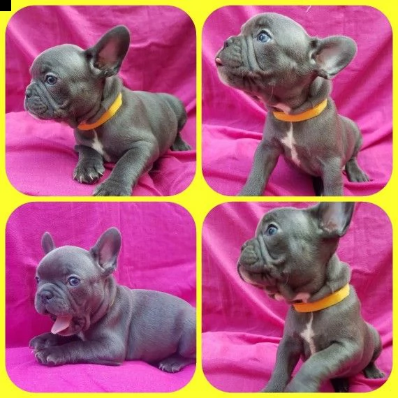 cuccioli di bouledogue francese disponibili