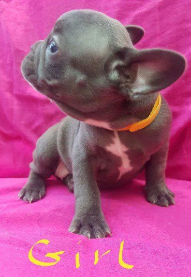 cuccioli di bouledogue francese disponibili | Foto 1
