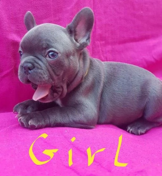 cuccioli di bouledogue francese disponibili | Foto 0