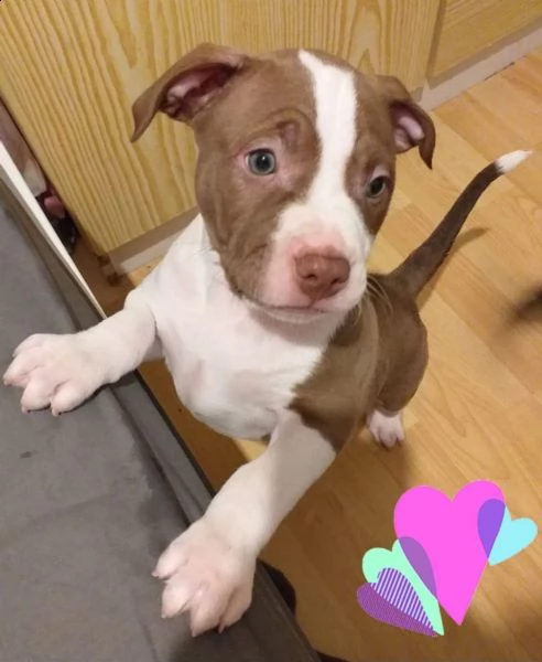 labrador retriever - cuccioli disponibili