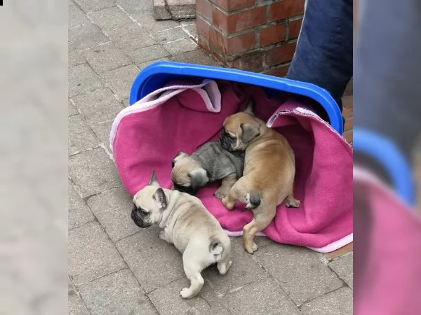 bouledogue francese | Foto 2