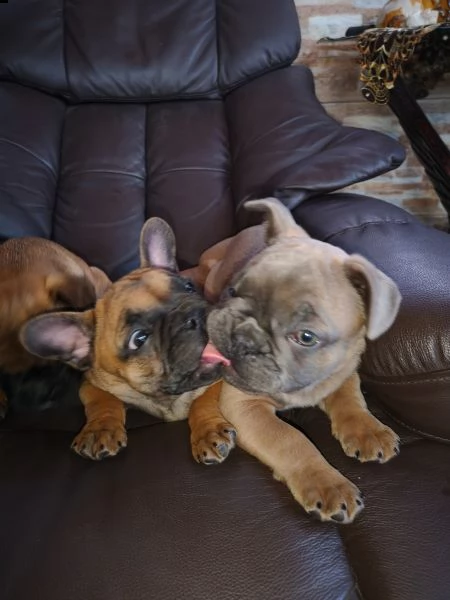 bouledogue francese