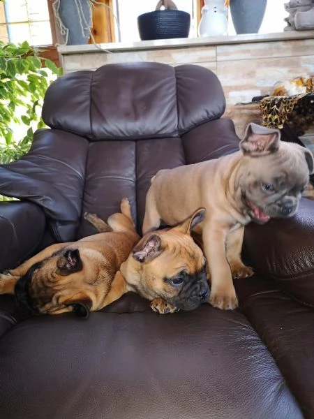 bouledogue francese | Foto 1