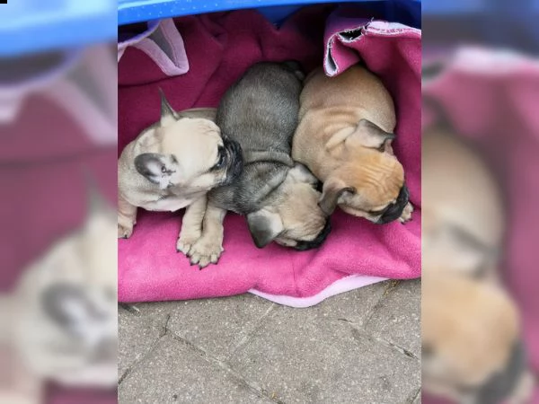 bouledogue francese | Foto 0