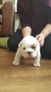 cuccioletti bulldog inglese maschi femmine alta genealogia | Foto 2