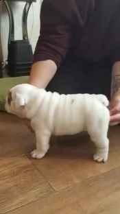 cuccioletti bulldog inglese maschi femmine alta genealogia | Foto 1