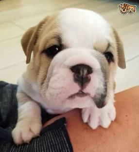 cuccioletti bulldog inglese maschi femmine alta genealogia | Foto 0