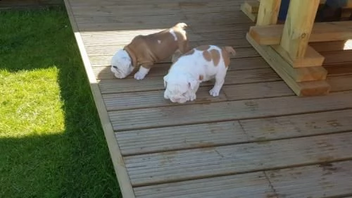 cuccioletti bulldog inglese maschi femmine alta genealogia