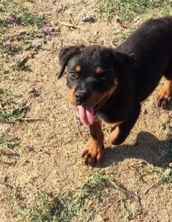cucccioli taglia media razza rottweiler ( rotti ) %% | Foto 2