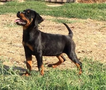 cucccioli taglia media razza rottweiler ( rotti ) %% | Foto 1