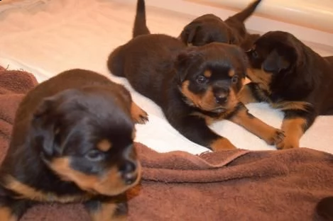 cucccioli taglia media razza rottweiler ( rotti ) %%