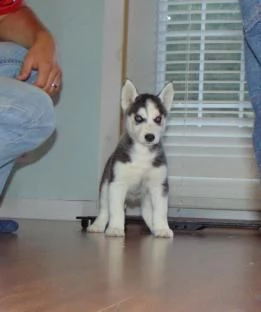 cucccioli taglia media razza siberian husky | Foto 1