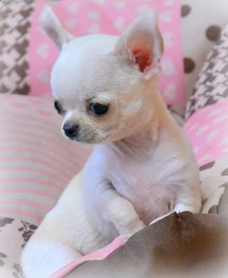 chihuahua cuccioli