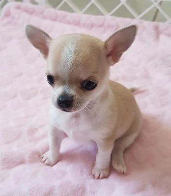 chihuahua cuccioli | Foto 3