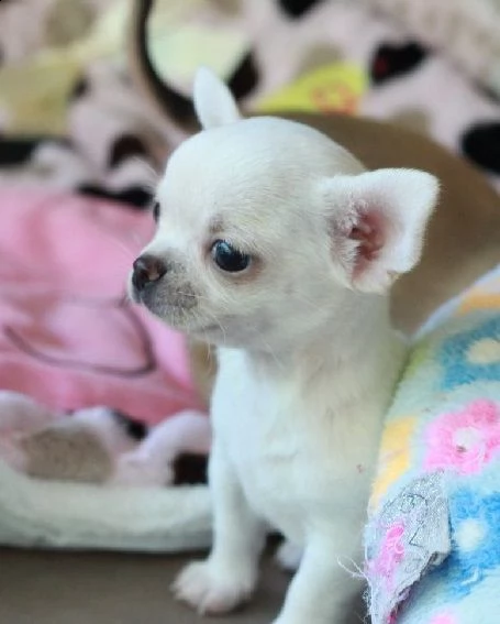 chihuahua cuccioli | Foto 1