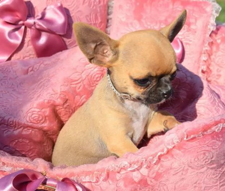 chihuahua cuccioli | Foto 0