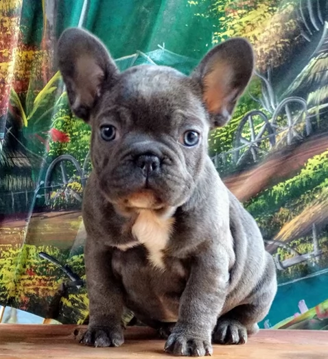 ottimi cuccioli di bulldog francese