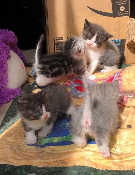 gattini adorabile munchkin 