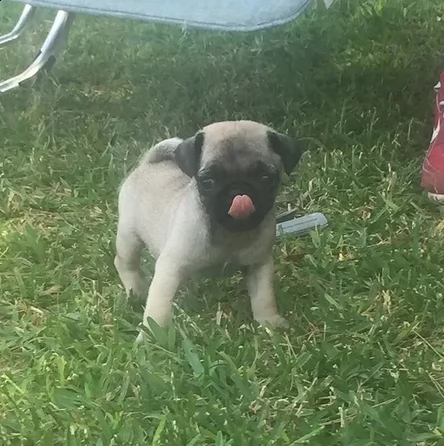 bellissimi cuccioli di carlino