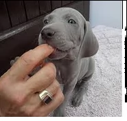 meravigliosi cuccioli di weimaraner con pedigree | Foto 0