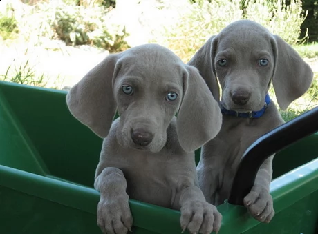 meravigliosi cuccioli di weimaraner con pedigree
