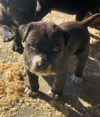 cuccioli di pitbull terrier