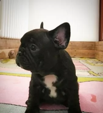 cuccioli bouledogue francese