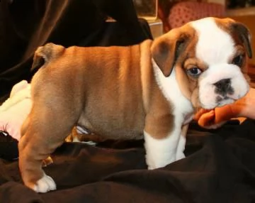 disponibili cuccioli di bulldog inglese.