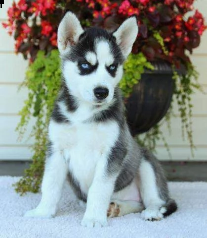 cuccioli di siberian husky 