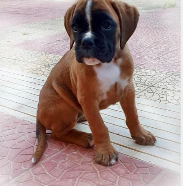 cuccioli di boxer maschio e femmina