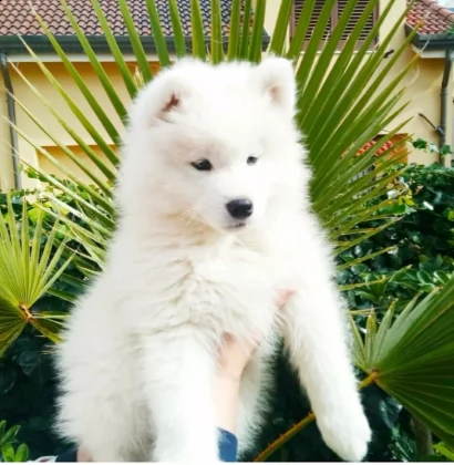 bellissimi cuccioli samoiedo
