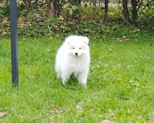 cuccioli di samoiedo maschio e femmina 