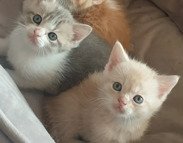 gattino exotic shorthair maschio e femmina