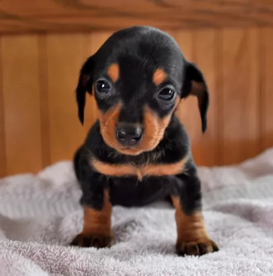 adorabili cuccioli di mini bassotto