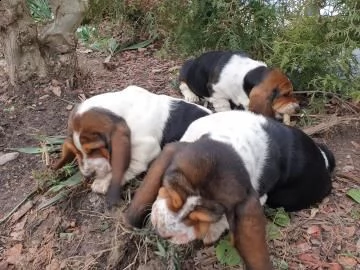 meravigliosi cuccioli di bassethound