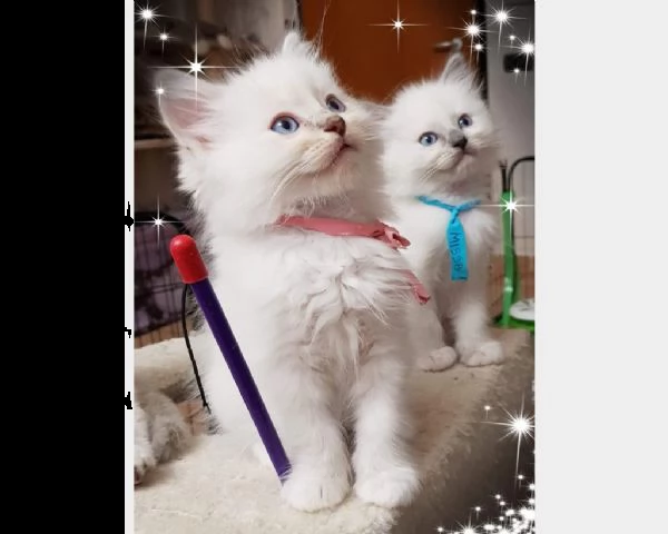 magnifica cuccioli ragdoll 